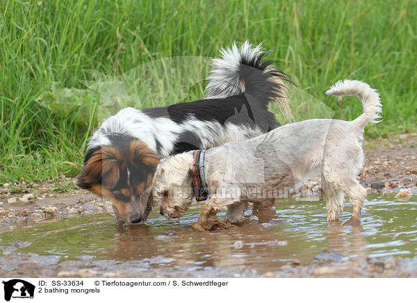 2 planschende Mischlinge / 2 bathing mongrels / SS-33634