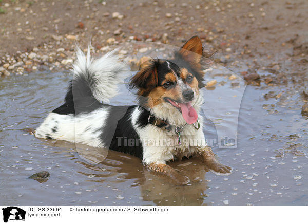 liegender Jack-Russell-Mix / lying mongrel / SS-33664