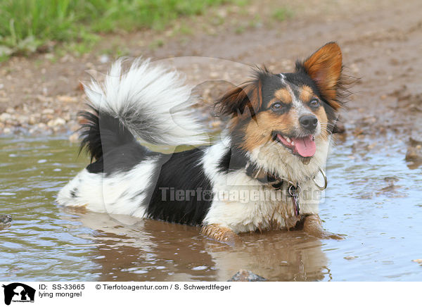 liegender Jack-Russell-Mix / lying mongrel / SS-33665