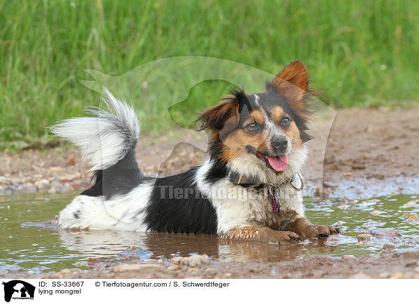 liegender Jack-Russell-Mix / lying mongrel / SS-33667