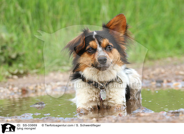 liegender Jack-Russell-Mix / lying mongrel / SS-33669