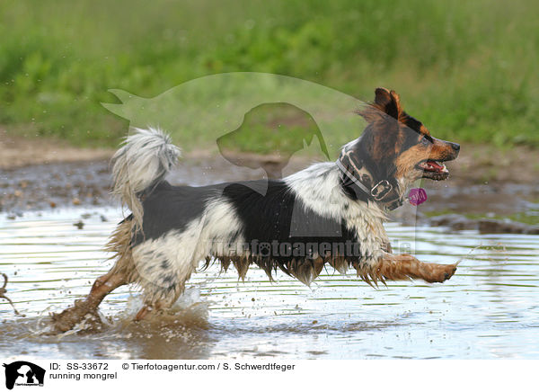 rennender Jack-Russell-Mix / running mongrel / SS-33672