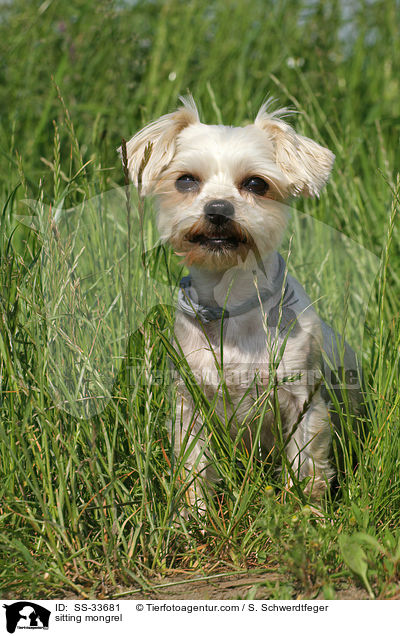 sitzender Yorkshire-Terrier-Mix / sitting mongrel / SS-33681