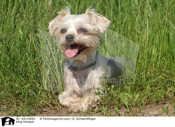 liegender Yorkshire-Terrier-Mix / lying mongrel / SS-33683