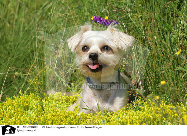 liegender Yorkshire-Terrier-Mix / lying mongrel / SS-33690