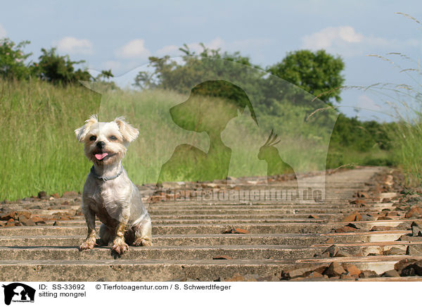 sitzender Yorkshire-Terrier-Mix / sitting mongrel / SS-33692