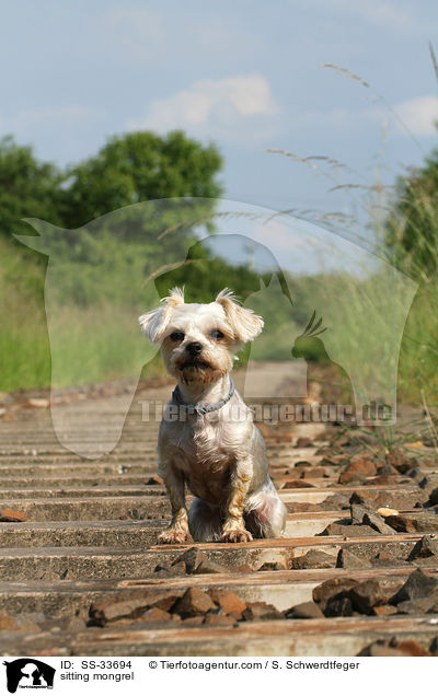 sitzender Yorkshire-Terrier-Mix / sitting mongrel / SS-33694