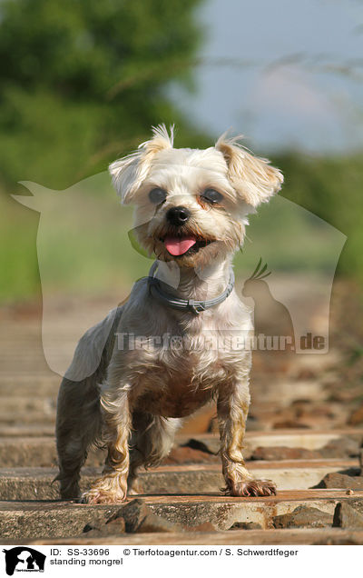 stehender Yorkshire-Terrier-Mix / standing mongrel / SS-33696