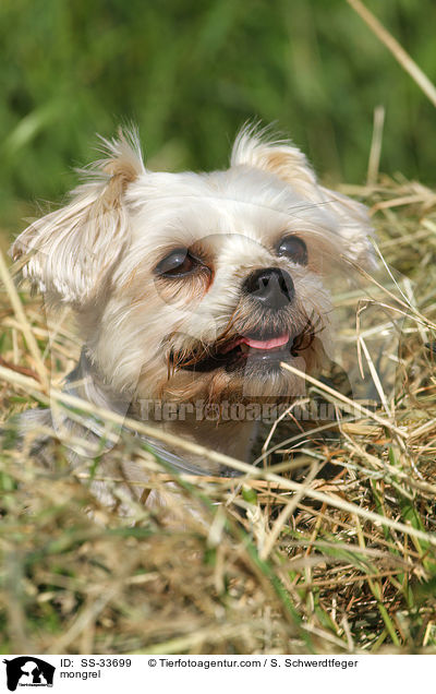 Yorkshire-Terrier-Mix / mongrel / SS-33699