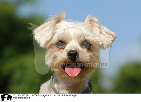 Yorkshire-Terrier-Mix Portrait / mongrel portrait / SS-33709