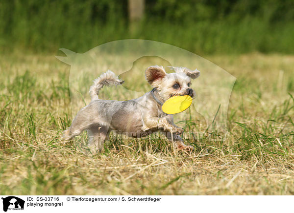 spielender Yorkshire-Terrier-Mix / playing mongrel / SS-33716