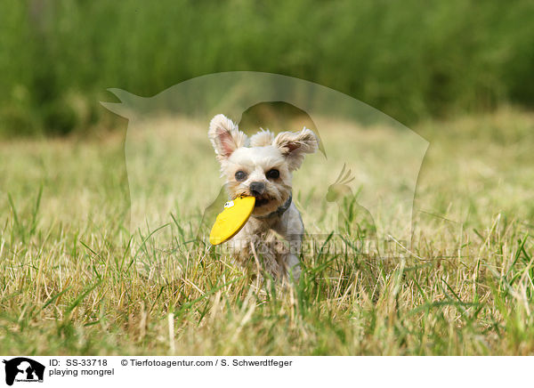 spielender Yorkshire-Terrier-Mix / playing mongrel / SS-33718