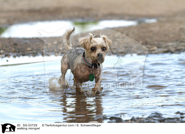 laufender Yorkshire-Terrier-Mix / walking mongrel / SS-33729