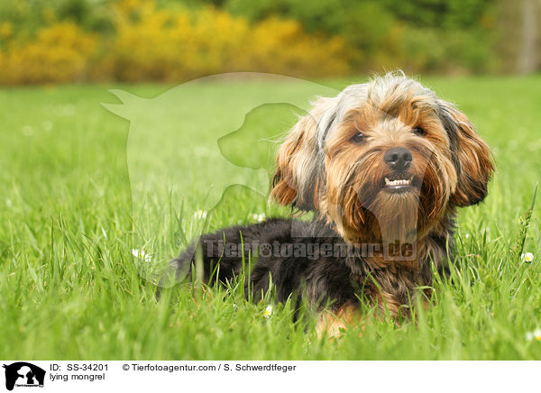 liegender Yorkshire-Terrier-Mix / lying mongrel / SS-34201