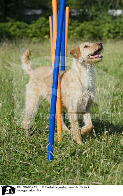 Mix beim Agility / mongrel at agility / NN-06272