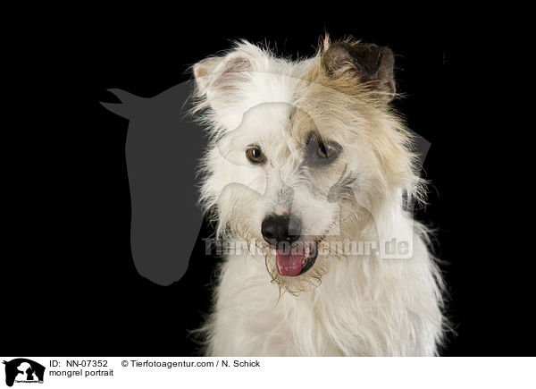 Mischling Portrait / mongrel portrait / NN-07352