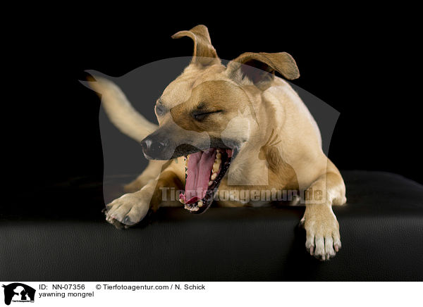 ghnender Mischling / yawning mongrel / NN-07356