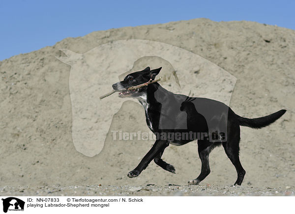 spielender Labrador-Schferhund-Mix / playing Labrador-Shepherd mongrel / NN-07833