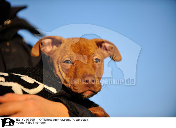 junger Pitbull-Mix / young Pitbull-mongrel / YJ-07595