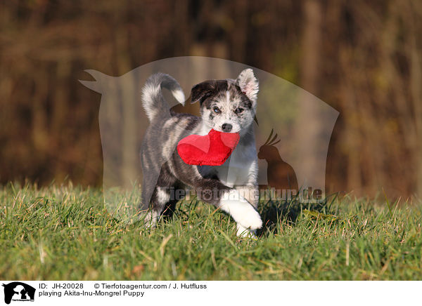 spielender Akita-Inu-Mischling Welpe / playing Akita-Inu-Mongrel Puppy / JH-20028