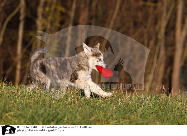 spielender Akita-Inu-Mischling Welpe / playing Akita-Inu-Mongrel Puppy / JH-20048