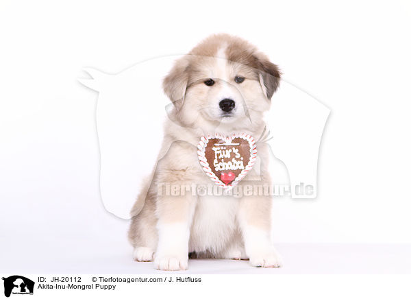 Akita-Inu-Mix Welpe / Akita-Inu-Mongrel Puppy / JH-20112