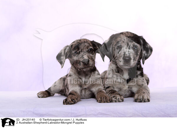 2 Australian-Shepherd-Labrador-Mix Welpen / 2 Australian-Shepherd-Labrador-Mongrel Puppies / JH-20140