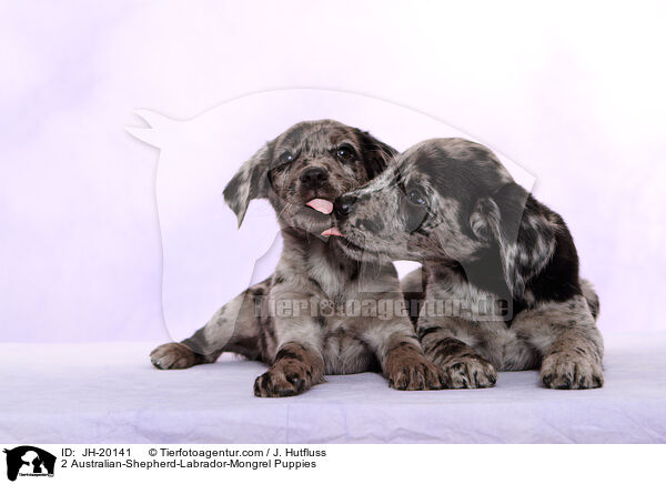 2 Australian-Shepherd-Labrador-Mix Welpen / 2 Australian-Shepherd-Labrador-Mongrel Puppies / JH-20141