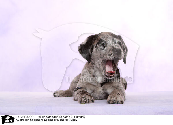 Australian-Shepherd-Labrador-Mix Welpe / Australian-Shepherd-Labrador-Mongrel Puppy / JH-20142