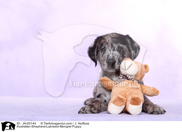 Australian-Shepherd-Labrador-Mix Welpe / Australian-Shepherd-Labrador-Mongrel Puppy / JH-20144