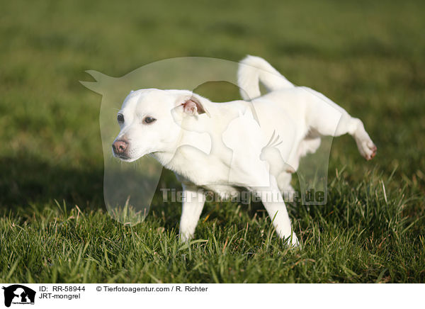 JRT-Mischling / JRT-mongrel / RR-58944