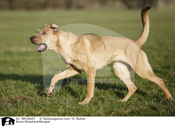 Boxer-Schferhund-Mischling / Boxer-Shepherd-Mongrel / RR-58947