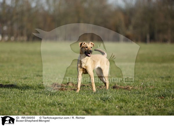 Boxer-Schferhund-Mischling / Boxer-Shepherd-Mongrel / RR-58950