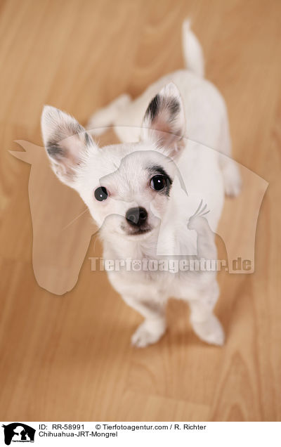 Chihuahua-JRT-Mischling / Chihuahua-JRT-Mongrel / RR-58991