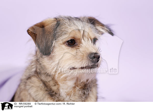 Mischling Portrait / mongrel portrait / RR-59288