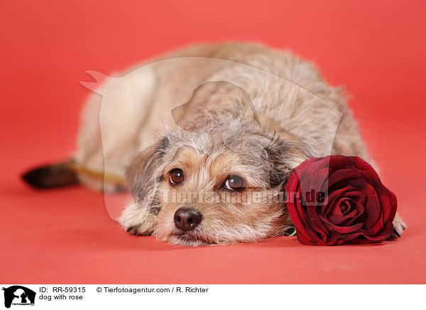 dog with rose / RR-59315