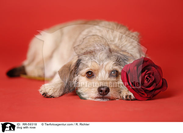 Hund mit Rose / dog with rose / RR-59318