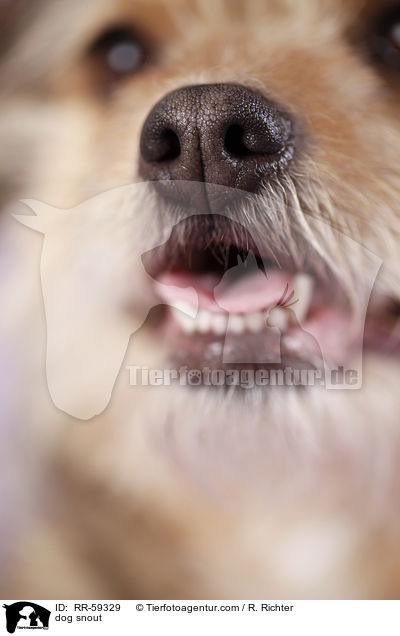 dog snout / RR-59329