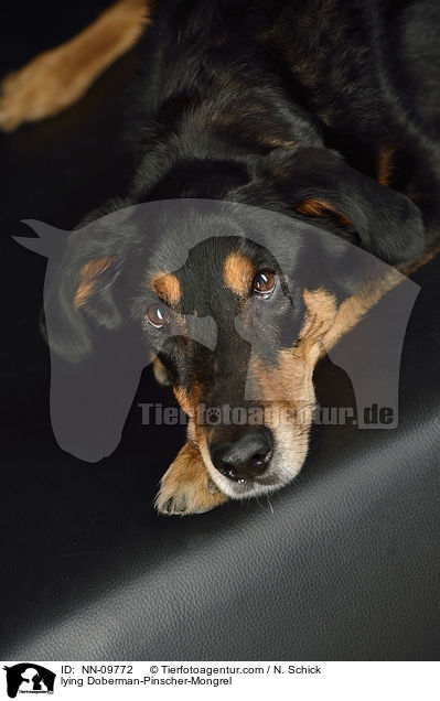 liegender Dobermann-Mix / lying Doberman-Pinscher-Mongrel / NN-09772