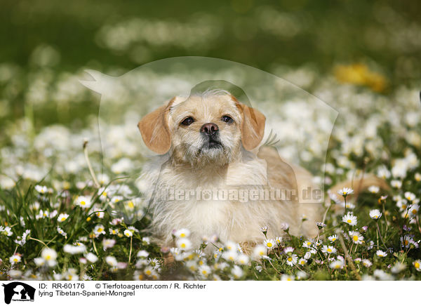 liegender Tibet-Spaniel-Mischling / lying Tibetan-Spaniel-Mongrel / RR-60176