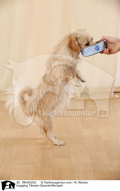 bettelnder Tibet-Spaniel-Mischling / begging Tibetan-Spaniel-Mongrel / RR-60202