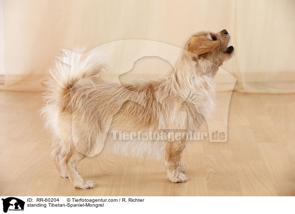 stehender Tibet-Spaniel-Mischling / standing Tibetan-Spaniel-Mongrel / RR-60204