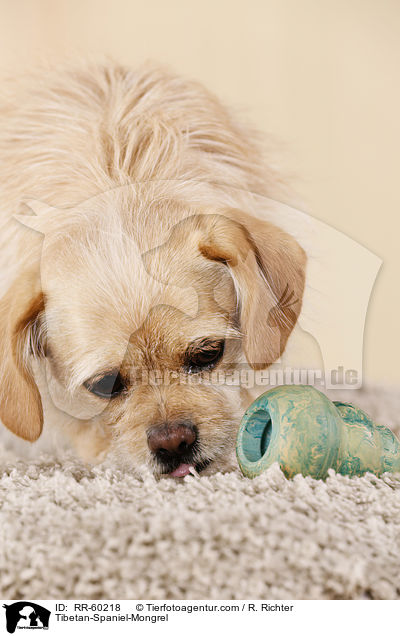 Tibet-Spaniel-Mischling / Tibetan-Spaniel-Mongrel / RR-60218