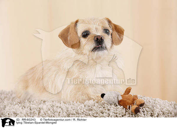 liegender Tibet-Spaniel-Mischling / lying Tibetan-Spaniel-Mongrel / RR-60243