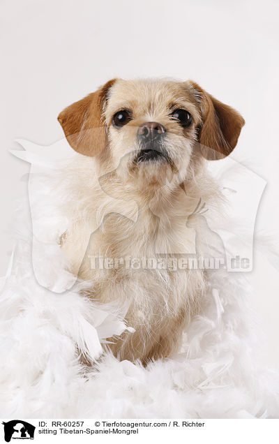 sitzender Tibet-Spaniel-Mischling / sitting Tibetan-Spaniel-Mongrel / RR-60257