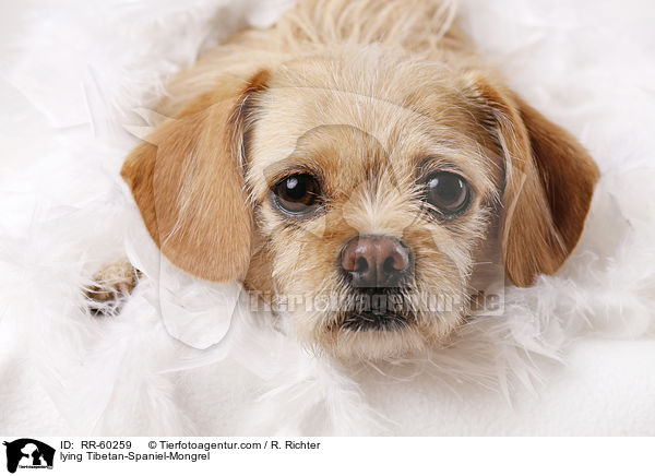 liegender Tibet-Spaniel-Mischling / lying Tibetan-Spaniel-Mongrel / RR-60259