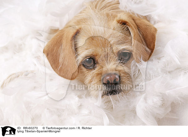 liegender Tibet-Spaniel-Mischling / lying Tibetan-Spaniel-Mongrel / RR-60270