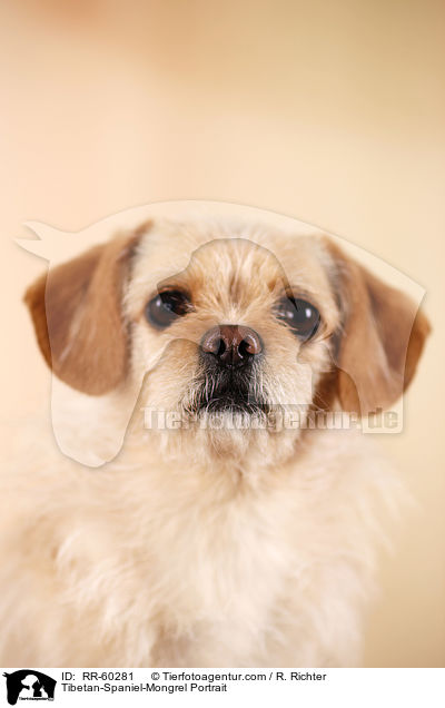 Tibet-Spaniel-Mischling Portrait / Tibetan-Spaniel-Mongrel Portrait / RR-60281