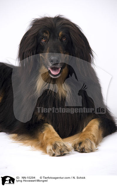 liegender Hovawart-Mix / lying Hovawart-Mongrel / NN-10294