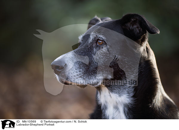 Labrador-Schferhund Portrait / Labrador-Shepherd Portrait / NN-10569